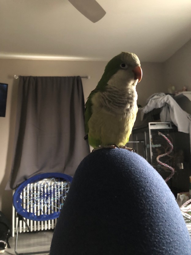 Pet of the Week - Poopy the Parrot