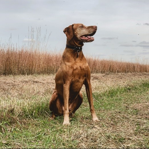 Pet of the Week:  Marley